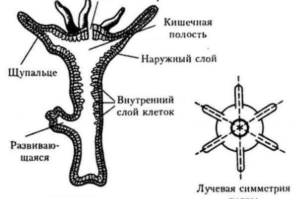 Кракен маркетплейс kraken clear com